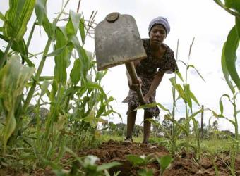 Jovens agricultores e horticultores beneficiam de algumas matérias agrícolas