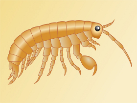 Vermes e helminths na pessoa