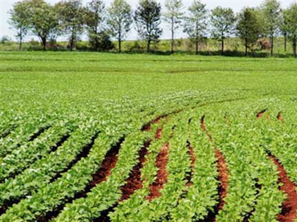 Pólo Agro-Industrial de Capanda vai gerar mais de cem mil empregos