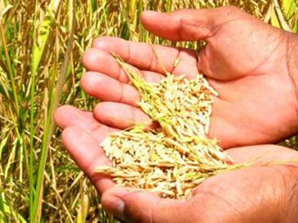 Lunda-Norte quer investidores para produzir arroz