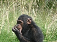 Santuário de chimpanzés