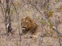 Ir ao Kruger Park